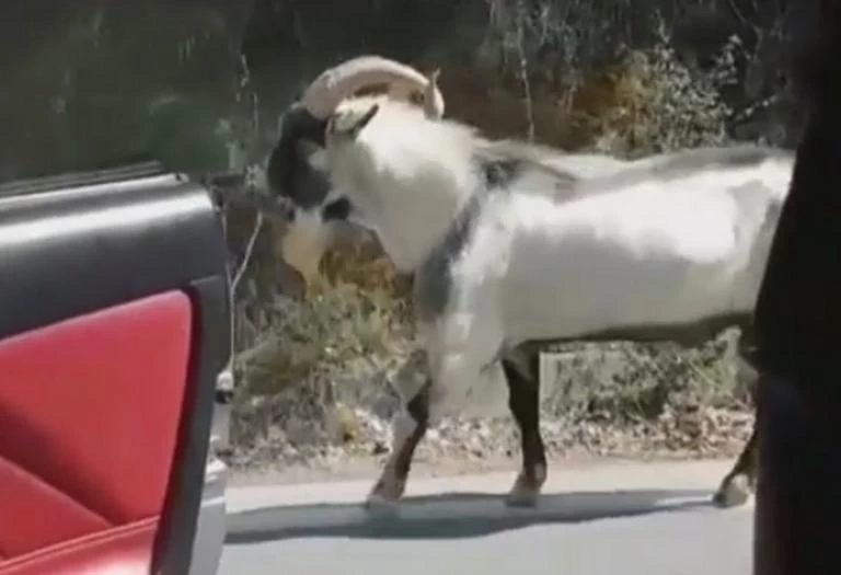 Το ανατρεπτικό Kiki Challenge από την Κρήτη (βίντεο)